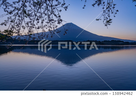 (Shizuoka Prefecture) Lake Tanuki: Cherry blossoms by the lake and Mount Fuji before sunrise 138942462