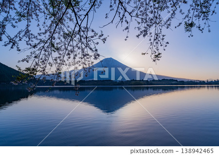 (Shizuoka Prefecture) Lake Tanuki: Cherry blossoms by the lake and Mount Fuji before sunrise 138942465