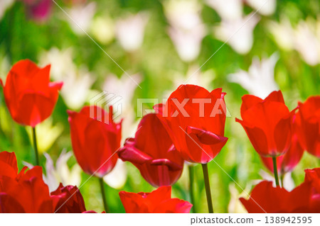 Red tulip Red tulip 138942595
