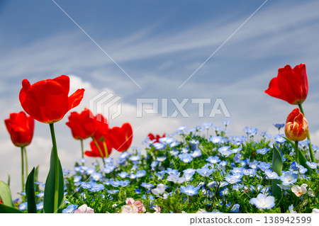 Red tulips against the blue sky Red tulips against the blue sky 138942599