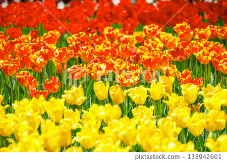 Colorful tulip field 138942601