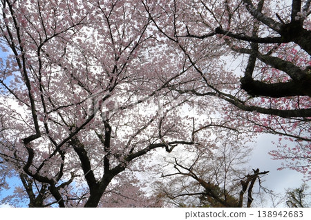 Cherry trees in full bloom, under a cloudy blue sky. Cherry trees in full bloom, under a cloudy blue sky. 138942683
