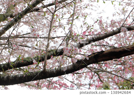 Cherry blossom trees in full bloom, a cloudy blue sky, close-up. Cherry blossom trees in full bloom, a cloudy blue sky, close-up. 138942684