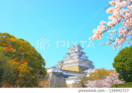 Scenery of cherry blossoms in full bloom and Himeji Castle, Himeji City, Hyogo Prefecture Scenery of cherry blossoms in full bloom and Himeji Castle, Himeji City, Hyogo Prefecture 138942727