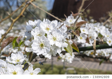 20世紀的梨花盛開,位於倉吉市梨樹館。 20世紀的梨花盛開,位於倉吉市梨樹館。 138942809