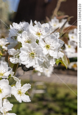 20世紀的梨花盛開,位於倉吉市梨樹館。 20世紀的梨花盛開,位於倉吉市梨樹館。 138942810