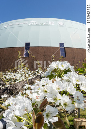 20世紀的梨花盛開,位於倉吉市梨樹館。 20世紀的梨花盛開,位於倉吉市梨樹館。 138942811