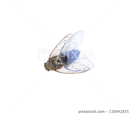 A cicada lying on a white background. A cicada lying on a white background. 138942855