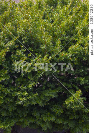 Taxus baccata close up. Green branches of yew tree(Taxus baccata, English yew 138942856