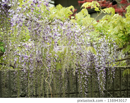 牆邊盛開的紫藤花 138943017