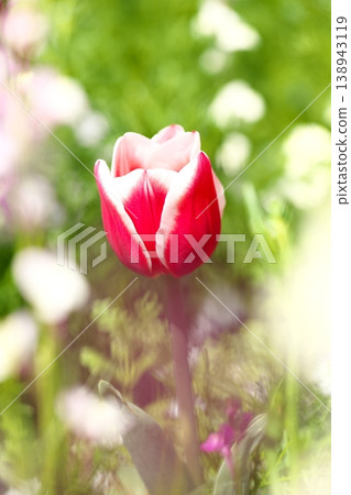 Red tulips blooming in the park 138943119