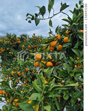 This is a tangerine farm in Jeju Island. 138943190
