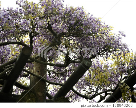 開花在紫藤格子的富士花 開花在紫藤格子的富士花 138943203