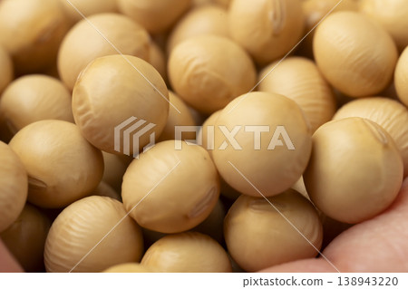 手掌上的大豆 手掌上的大豆 138943220