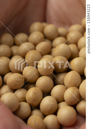 手掌上的大豆 手掌上的大豆 138943225