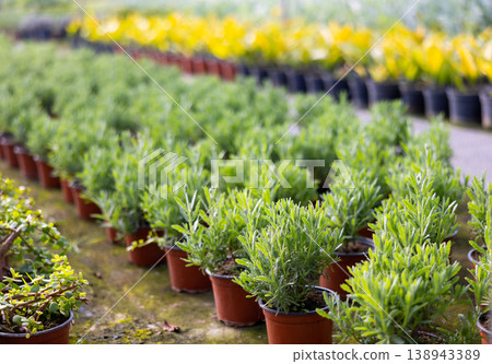 Rows of pots with rosemary sprouts in greenhouse Rows of pots with rosemary sprouts in greenhouse 138943389