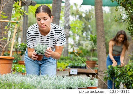 Female customer picking potted Helichrysum tianschanicum plant at garden shop Female customer picking potted Helichrysum tianschanicum plant at garden shop 138943511