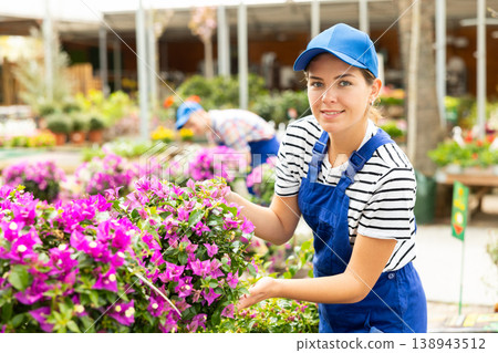 Female garden store employee puts in order showcase with climbing outdoor plants Bougainvillea Female garden store employee puts in order showcase with climbing outdoor plants Bougainvillea 138943512