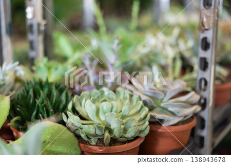 Cultivated cactuses in a row at flower market 138943678