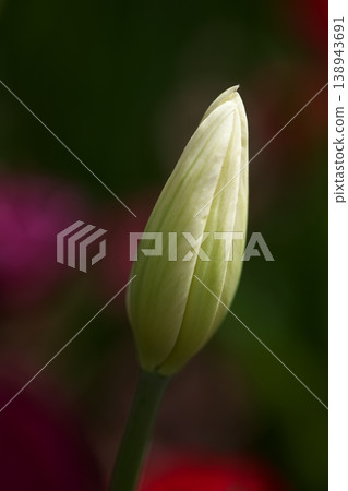 Spring coming Spring coming 138943691