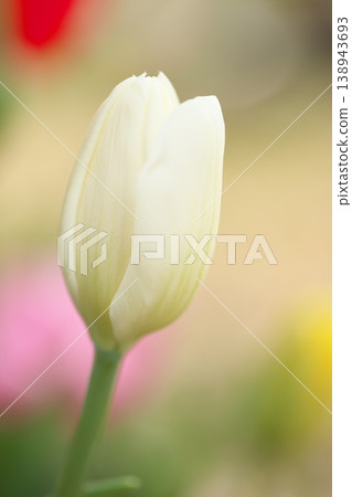 Spring coming 138943693