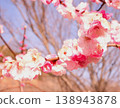 美麗的粉紅色梅花 138943878