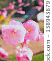 一幅色彩艷麗的重瓣梅花的紀錄 138943879