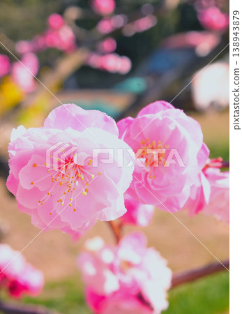 一幅色彩艷麗的重瓣梅花的紀錄 一幅色彩艷麗的重瓣梅花的紀錄 138943879