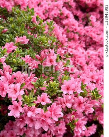 Pink azaleas in full bloom - background image of flowers at Tsutsujigaoka Park, Tatebayashi City, Gunma Prefecture. Pink azaleas in full bloom - background image of flowers at Tsutsujigaoka Park, Tatebayashi City, Gunma Prefecture. 138943982