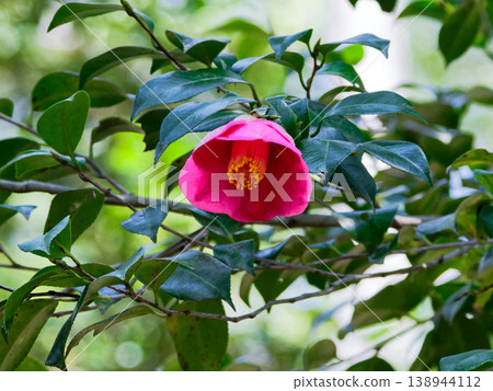 常綠森林的代表樹山茶花的紅色花朵 常綠森林的代表樹山茶花的紅色花朵 138944112