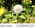 Dandelion's fluff 138944114