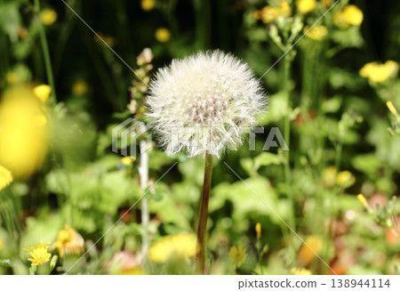 Dandelion's fluff Dandelion's fluff 138944114
