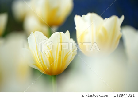 Yellow tulip flowers that bloom in spring Yellow tulip flowers that bloom in spring 138944321