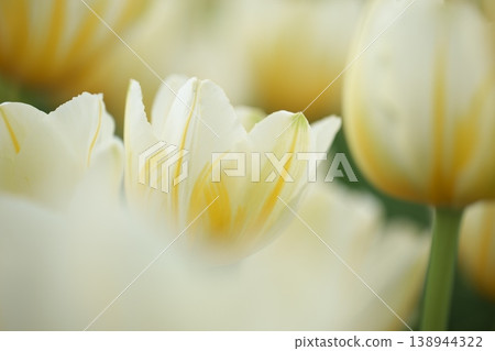 Yellow tulip flowers that bloom in spring Yellow tulip flowers that bloom in spring 138944322