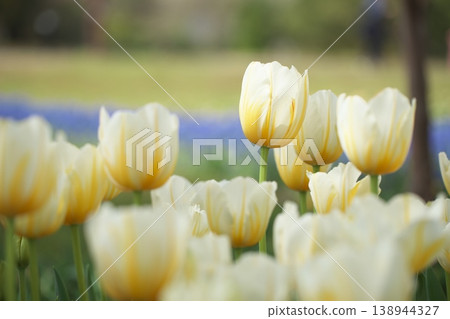 Yellow tulip flowers that bloom in spring Yellow tulip flowers that bloom in spring 138944327