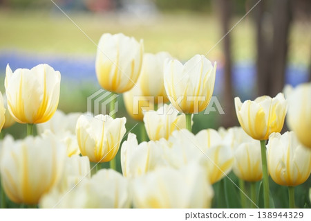 Yellow tulip flowers that bloom in spring Yellow tulip flowers that bloom in spring 138944329