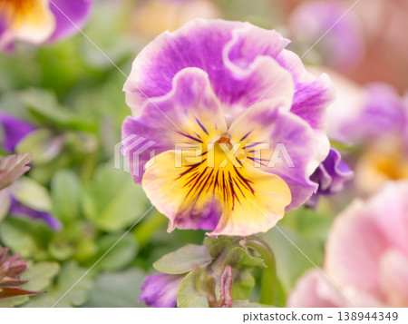 Beautiful viola flowers in full bloom [Spring] 138944349