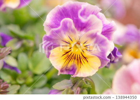 Beautiful viola flowers in full bloom [Spring] 138944350