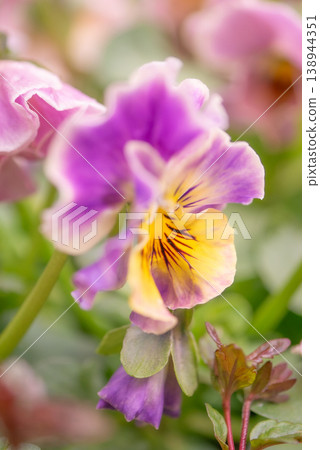 Beautiful viola flowers in full bloom [Spring] 138944351