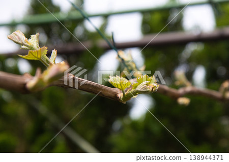 My grape garden My grape garden 138944371