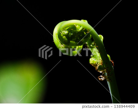 Evergreen fern, new shoots of the Glechoma hederaceae plant. Evergreen fern, new shoots of the Glechoma hederaceae plant. 138944409