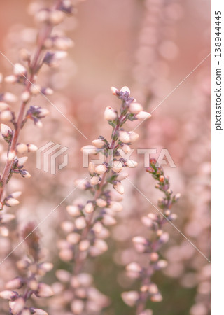 Calluna, which blooms with small, pretty flowers [Spring] [Early Summer] [Summer] [Autumn] [Winter] 138944445