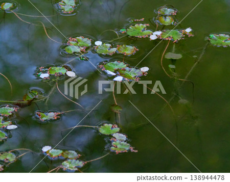 A spring scene of a spring-fed pond with cherry blossoms falling. A spring scene of a spring-fed pond with cherry blossoms falling. 138944478