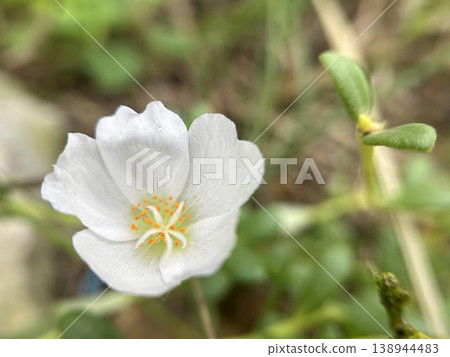 A close-up of a lovely portulaca. 138944483