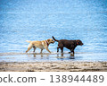 A Labrador Retriever walking by the water's edge 138944489