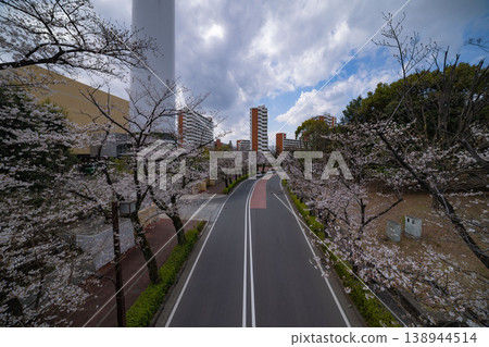練馬區光丘公園附近的染井吉野櫻花已盛開70%。 138944514