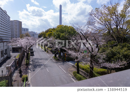 練馬區光丘公園附近的染井吉野櫻花已盛開70%。 練馬區光丘公園附近的染井吉野櫻花已盛開70%。 138944519