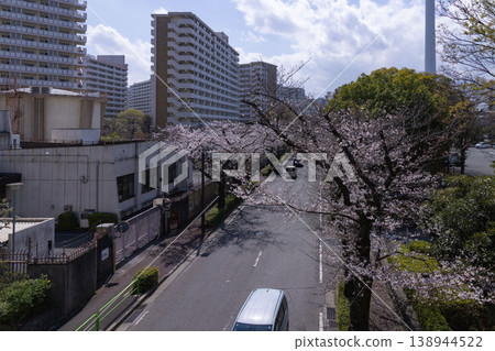 練馬區光丘公園附近的染井吉野櫻花已盛開70%。 138944522