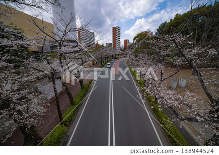 練馬區光丘公園附近的染井吉野櫻花已盛開70%。 練馬區光丘公園附近的染井吉野櫻花已盛開70%。 138944524
