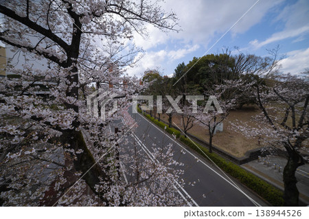 練馬區光丘公園附近的染井吉野櫻花已盛開70%。 練馬區光丘公園附近的染井吉野櫻花已盛開70%。 138944526